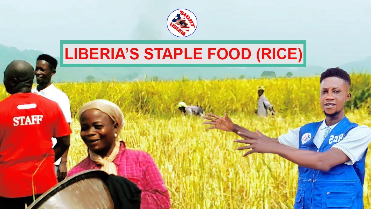 LIBERIA'S DEVELOPMENT 2025 || RICE Production on the DAM in Bong Range by Local Famers | 2025