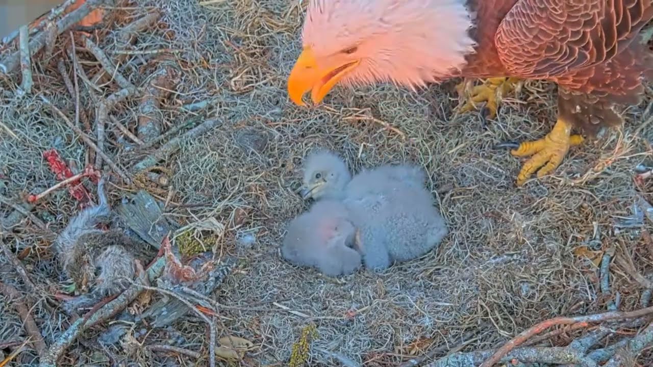 #baldeagle S03#P25 Review birds in nest with nature #birdslovers #birdsounds #birdsnest