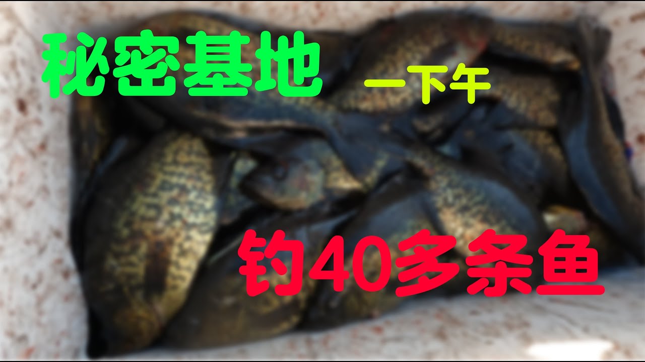 今天去多伦多以北“秘密基地”钓鱼，一下午钓上来40多条，收获还算可以！