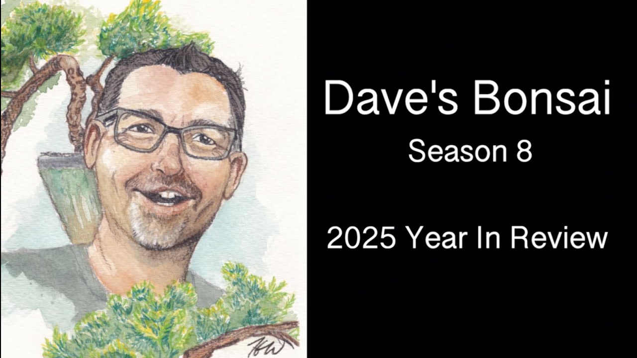 2025 Year in Review:  Dave's Bonsai E553