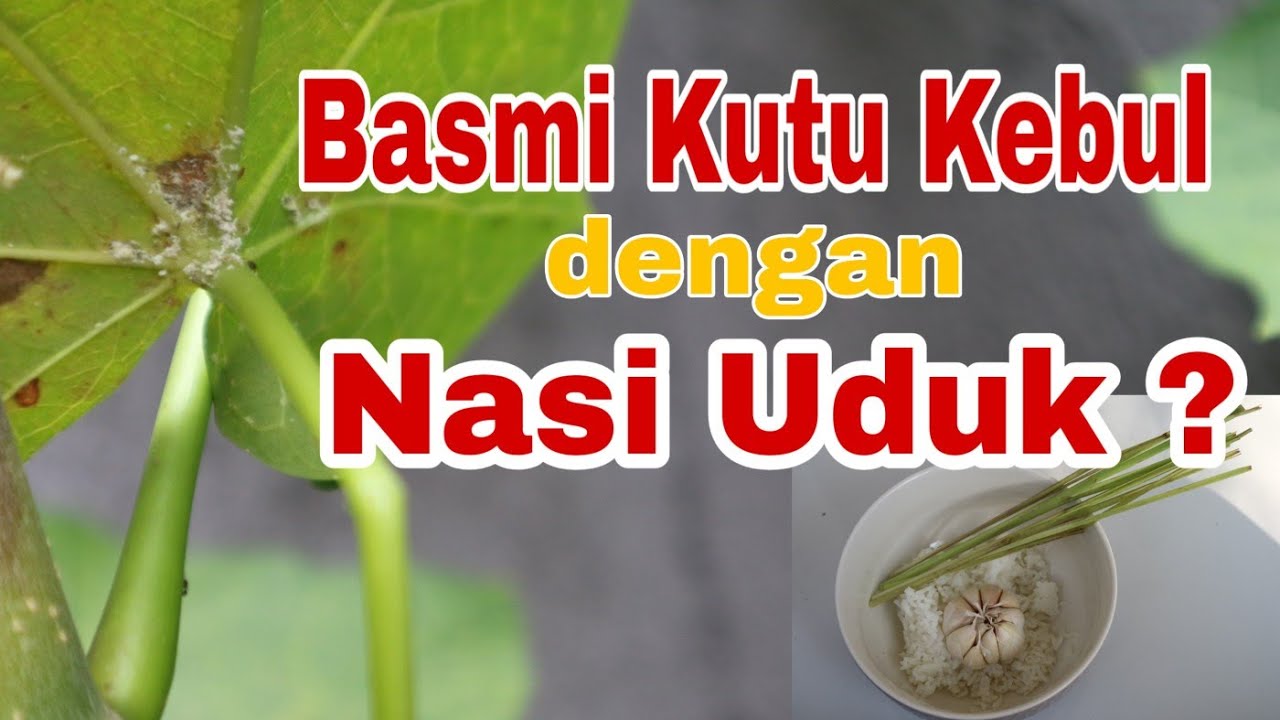 Membasmi Kutu Kebul dengan Pestisida Organik
