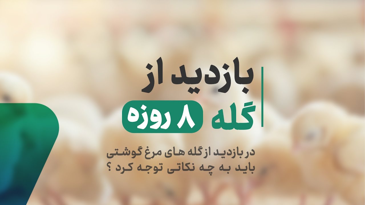 بازدید از سالن پرورش مرغ گوشتی در سن 8 روزگی