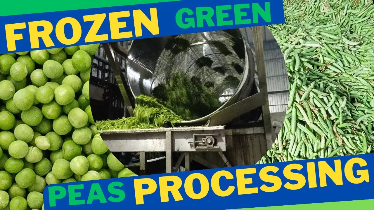 Frozen Green Peas Processing || ऐसे बनाते है मटर  || Chandigarh