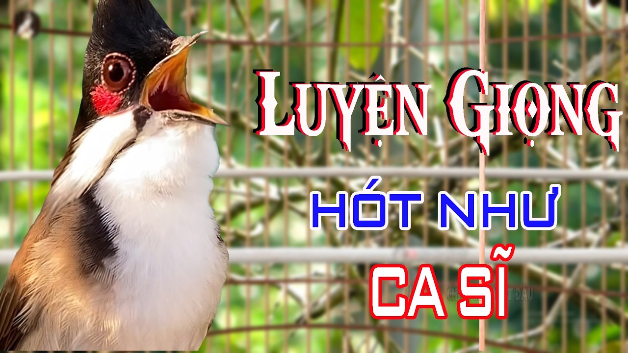 Chào Mào Hót Hay. Luyện Chào Mào Hót Giọng Dài- Âm Xoắn | Chào Mào Hót Hay 2026
