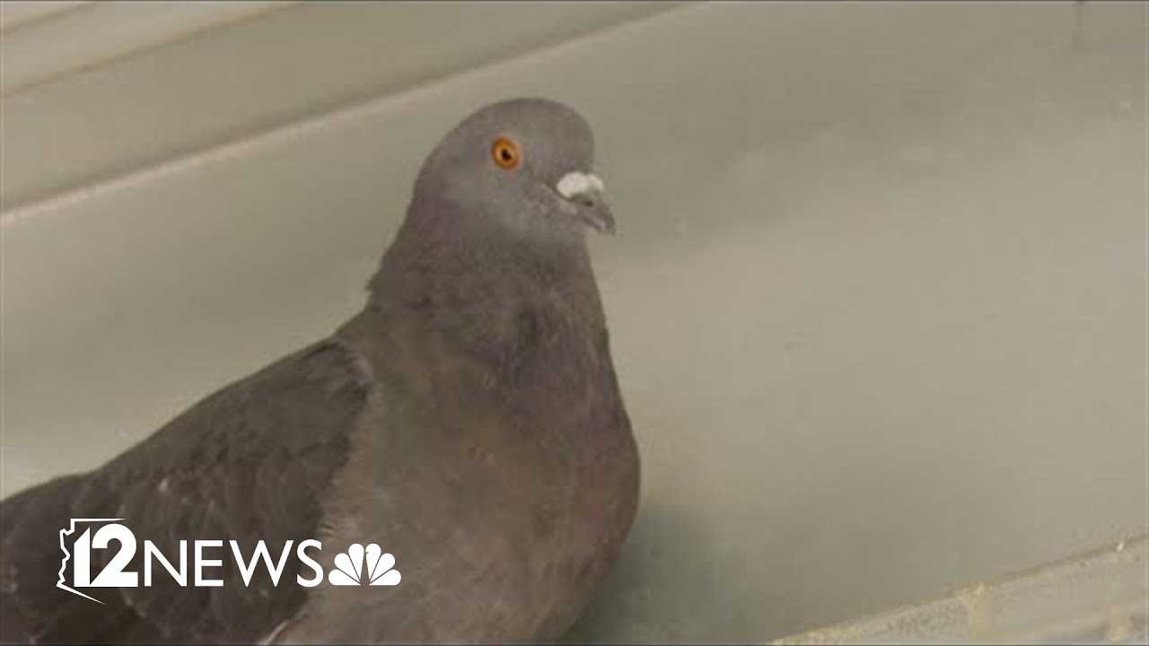 Chandler spending $350K to fix pigeon problem