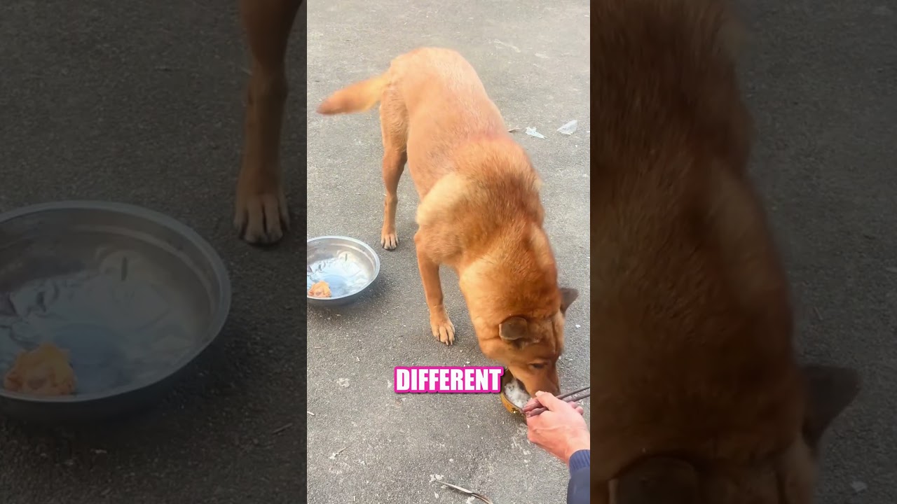 Loyalty Shown in a Single Choice 