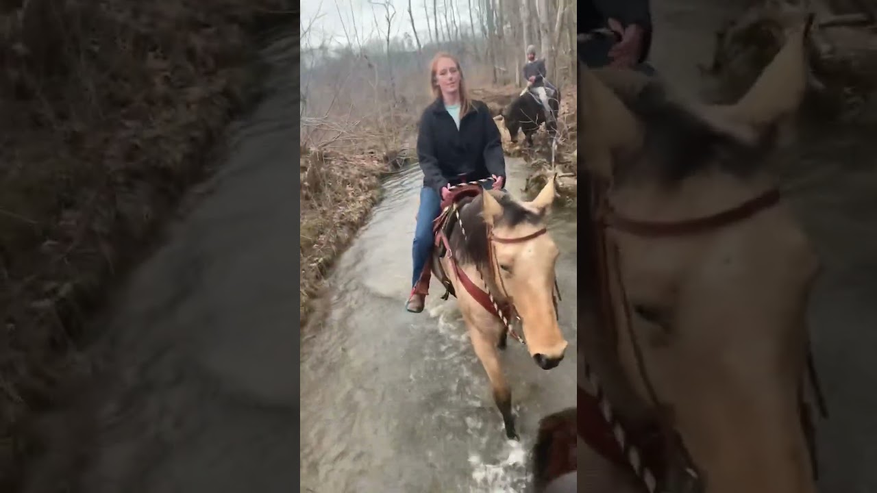 Buckskin Missouri Foxtrotter Gaited Trail Horse For  Sale