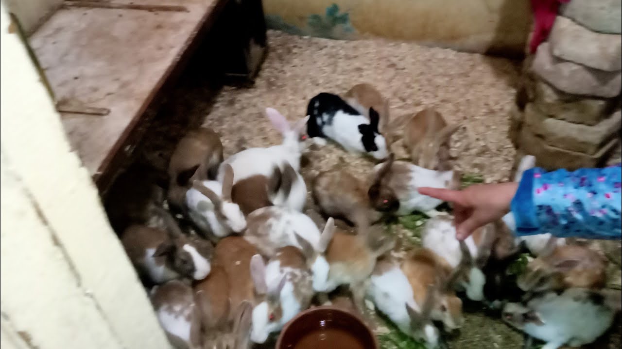 حلويات دى ولا ارانب لو انتى جديده فى تربية الارانب شوفى الفديو ده