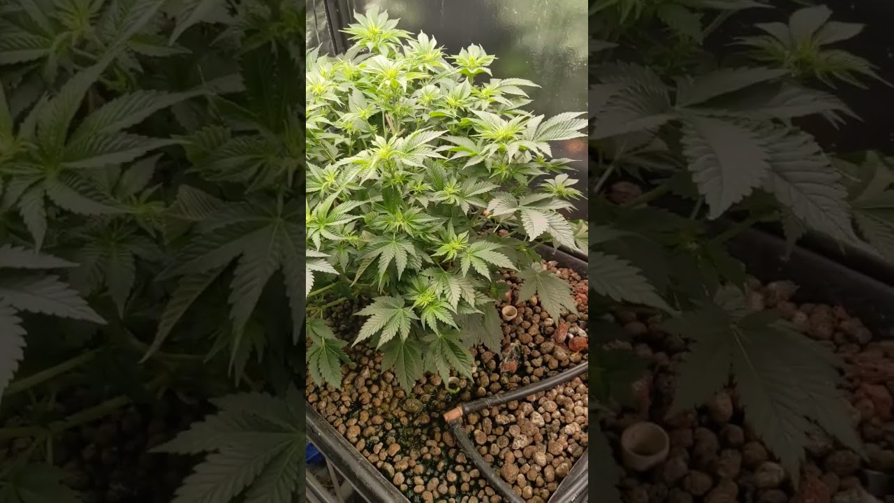 G13 labs seeds (tropical punch)