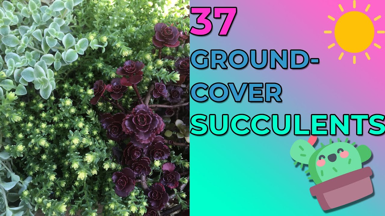 37 Gorgeous Ground Cover Succulents, Hanging Pots, Garden