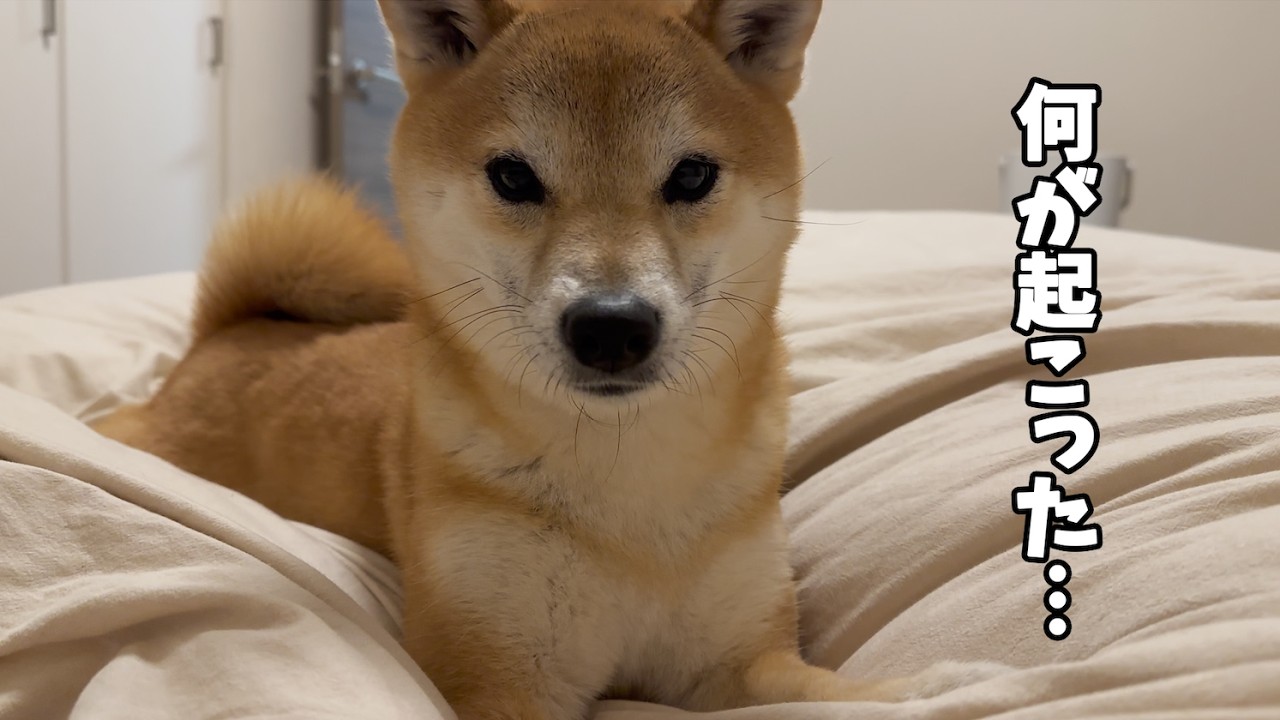 理不尽すぎる愛犬に一言物申したい