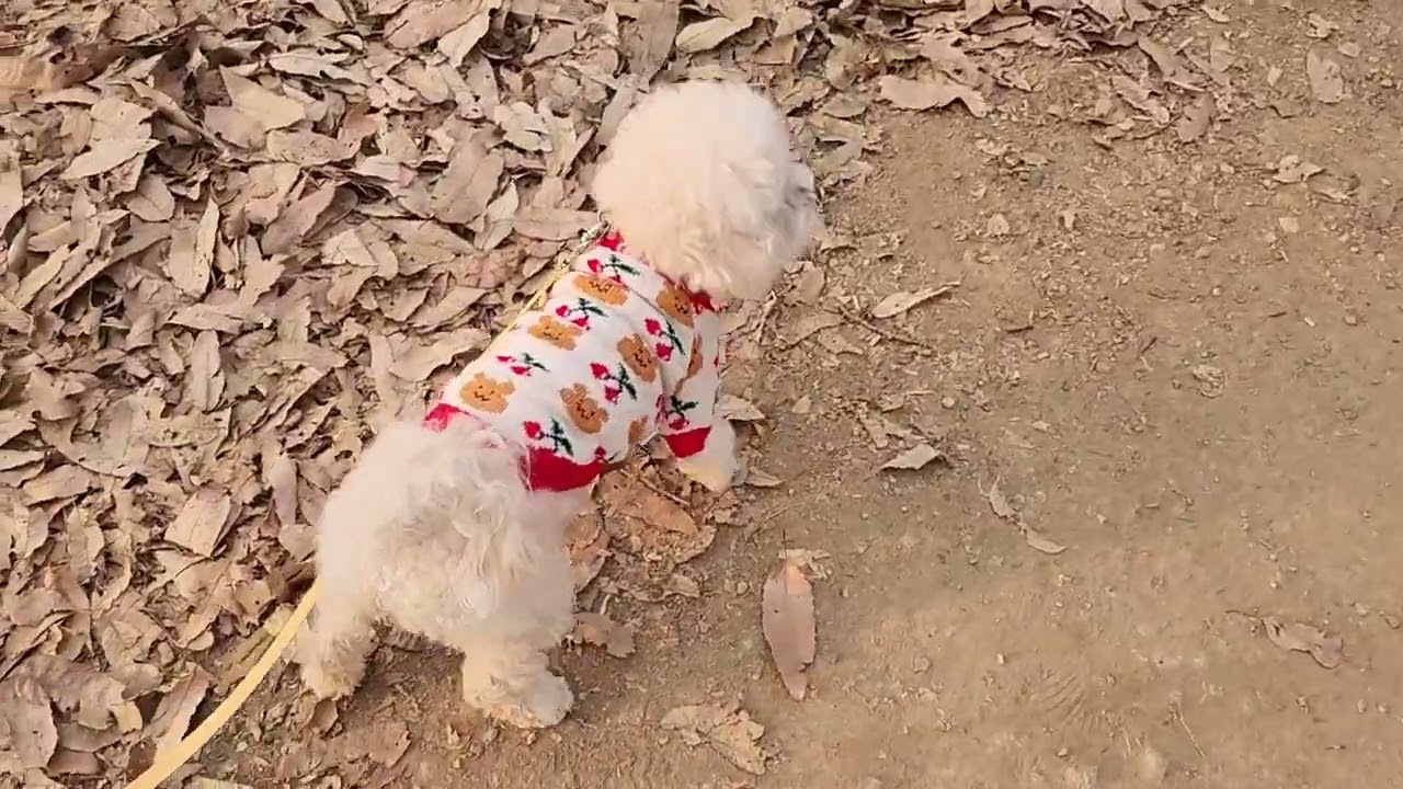 두유산책  walk my dog  2026년 1월3일