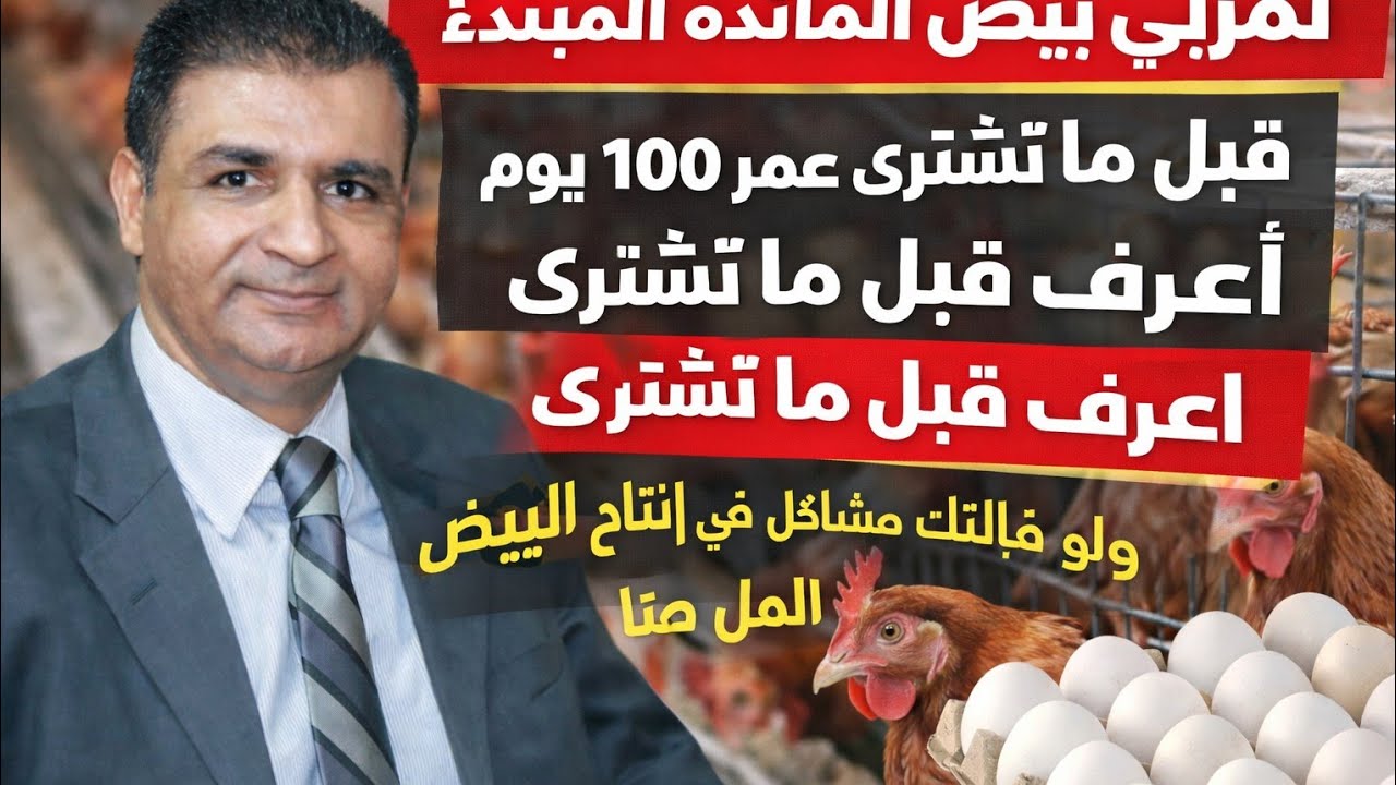 هتشتري فراخ بياض عمر 100 يوم؟ اعرف الصح قبل ما تخسر إنتاج البيض!