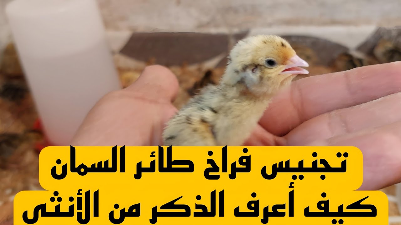 كيف تميز بين ذكر وأنثى فرخ السمان بسهولة | دليل المربين المبتدئين