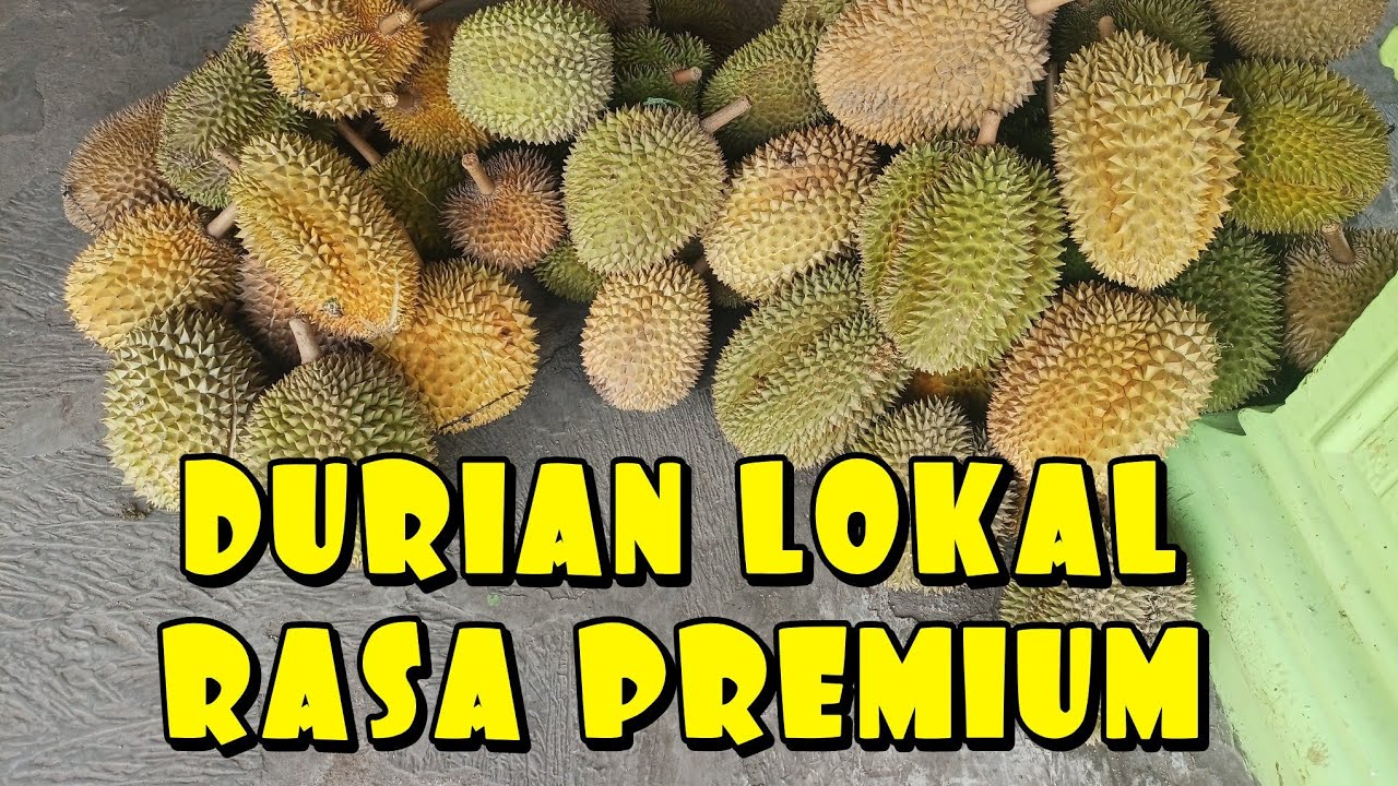 AWAL MUSIM DURIAN PASAR KEMBANG KLATEN || MENIKMATI DURIAN PASAR KEMBANG KEMLATEN || DURIAN MURAH