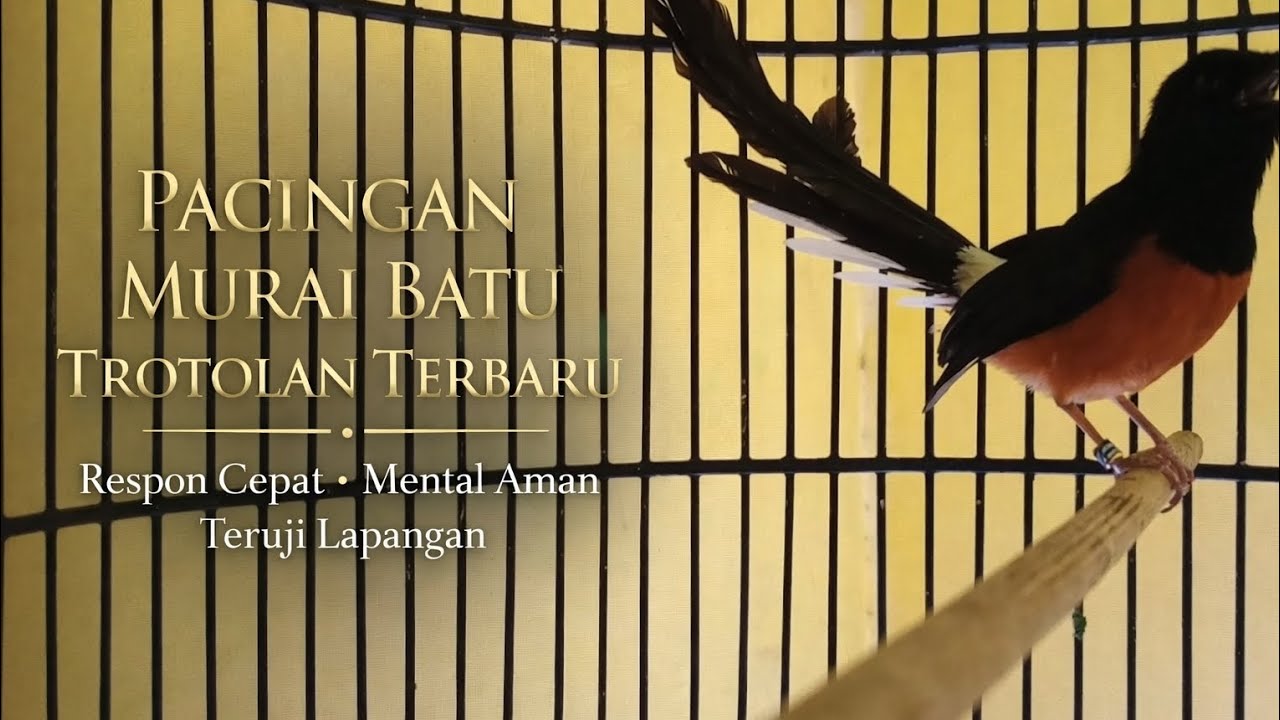 PACiNGAN MURAI TROTOLAN TERBARU Respon Cepat • Mental Aman • Teruji Lapangan