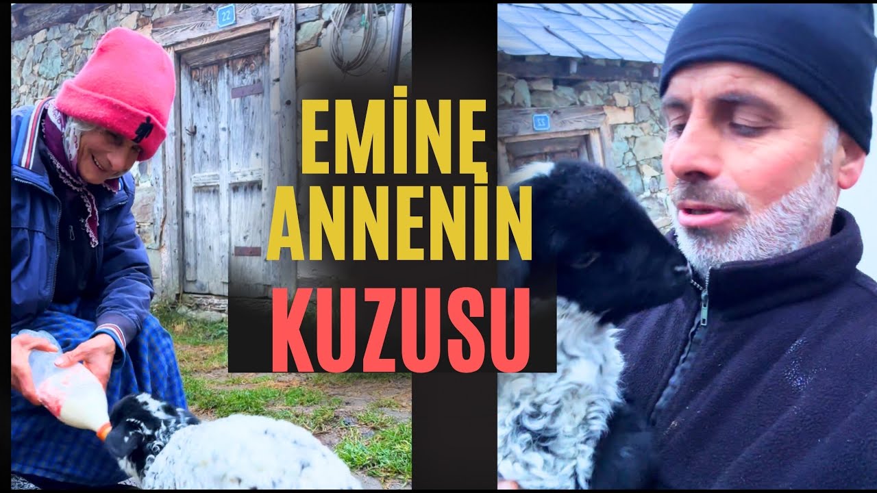 Emine annenin kuzusunu biboron ile besliyor #karadeniz #trabzon #anne #kuzu