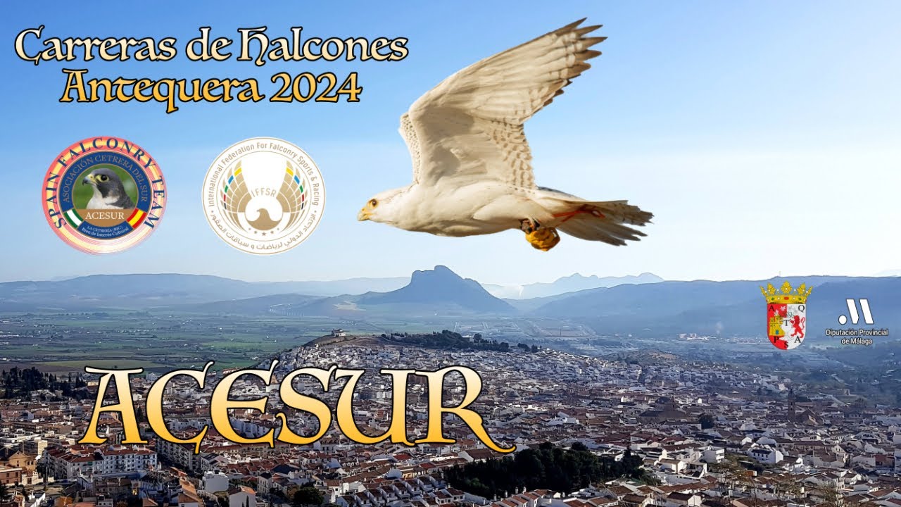 Carreras de Halcones Antequera 2024