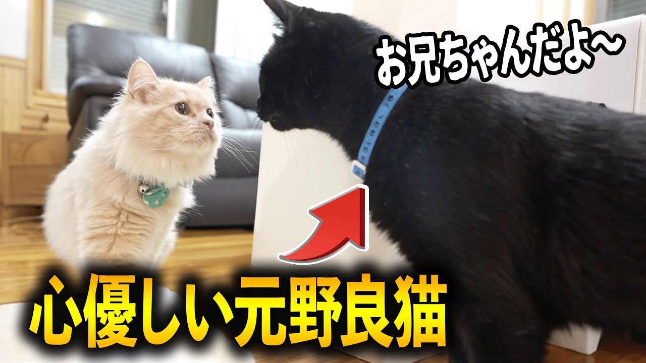【感動】保護猫黒ちゃんが、新入りに優しすぎて涙