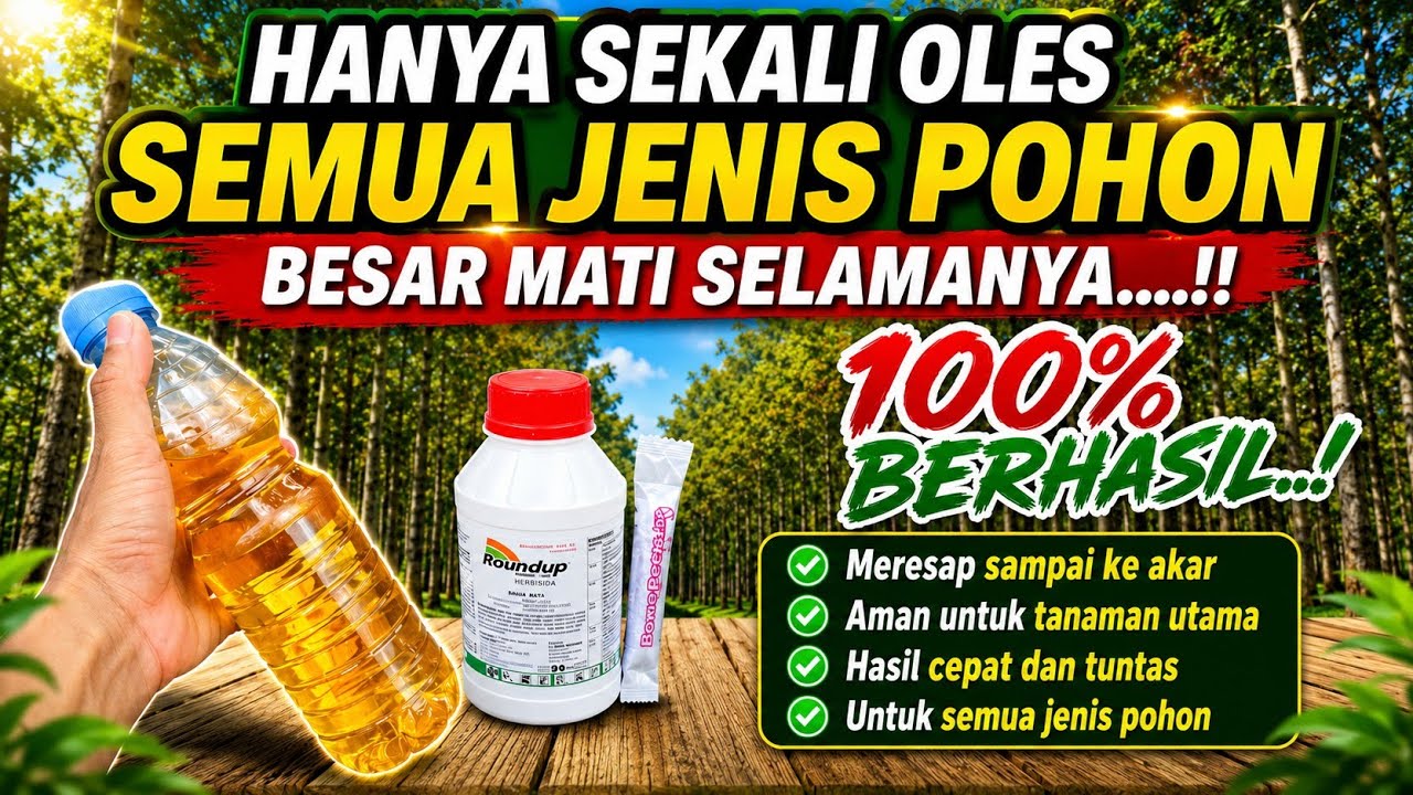 Luar biasa ganasnya cairan pembunuh pohon ini !! semua jenis pohon besar mati sampai akarnya