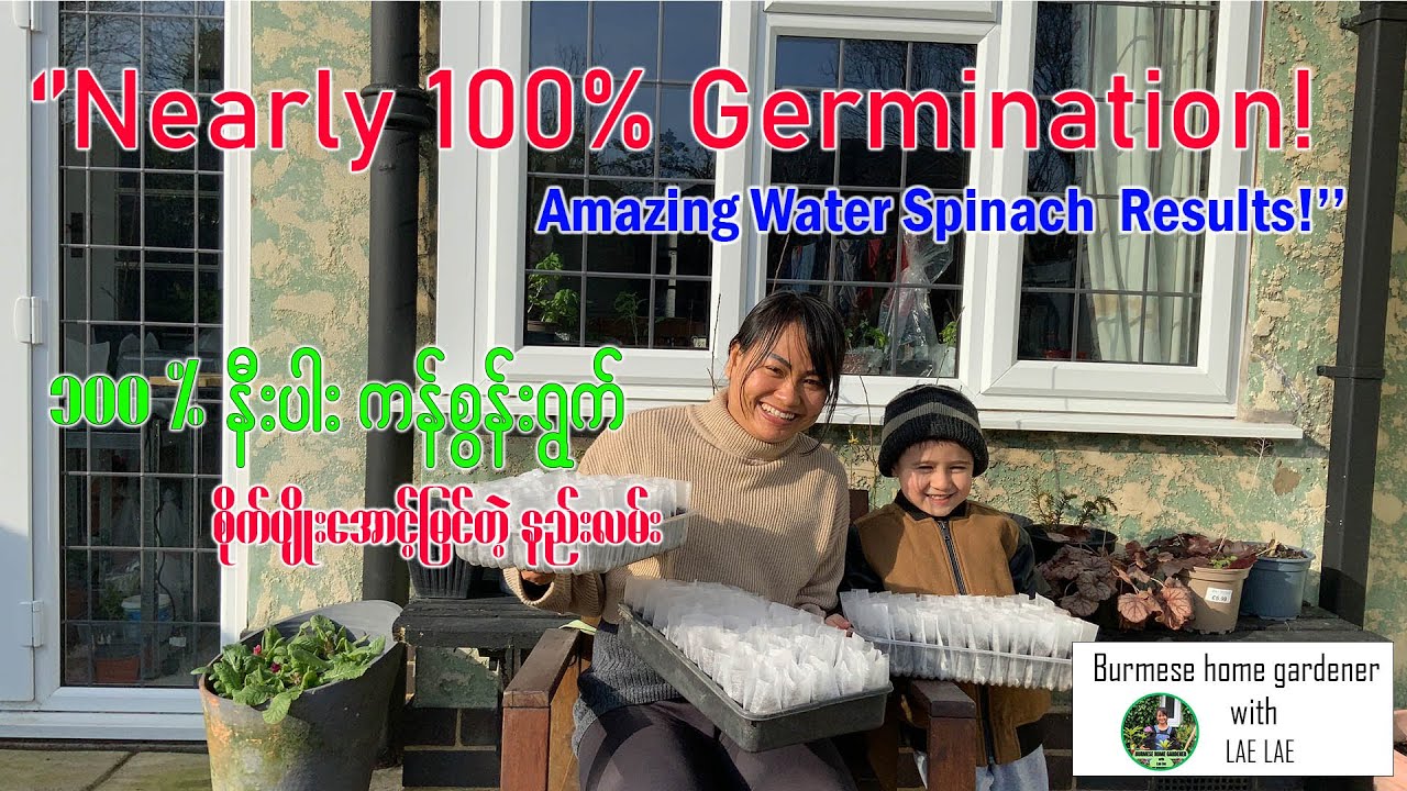 “Water Spinach Update! 🌱 From Germination to Replanting – My Favorite Method!”
