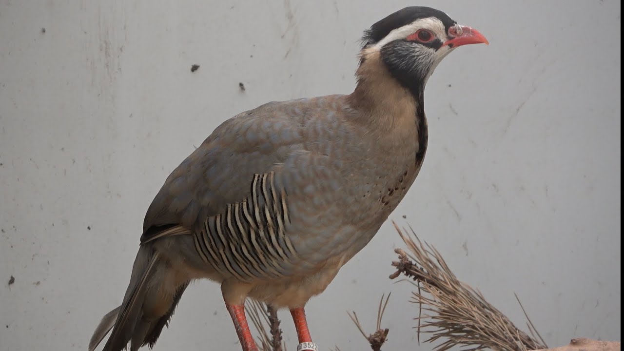 Arabian Partridge
