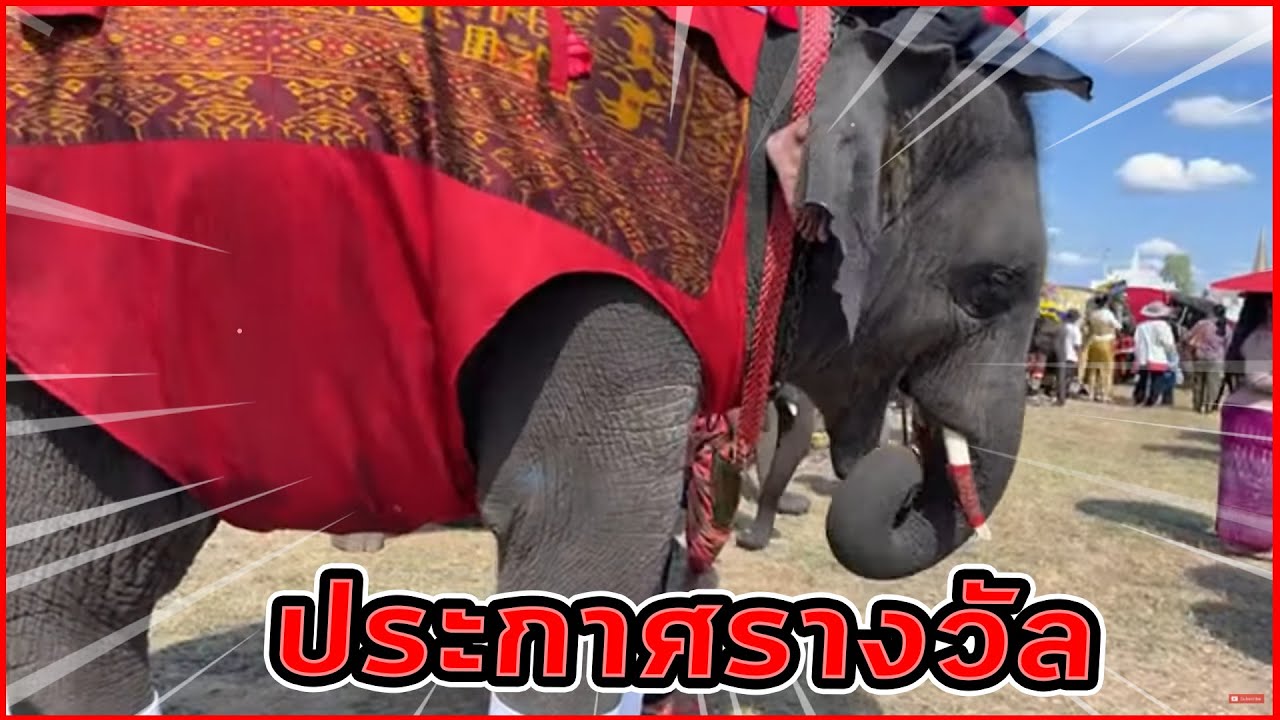 ประกาศรางวัล มาลุ้นกัน😂elephant #งานช้างสุรินทร์2564FCพลายบัวบาน