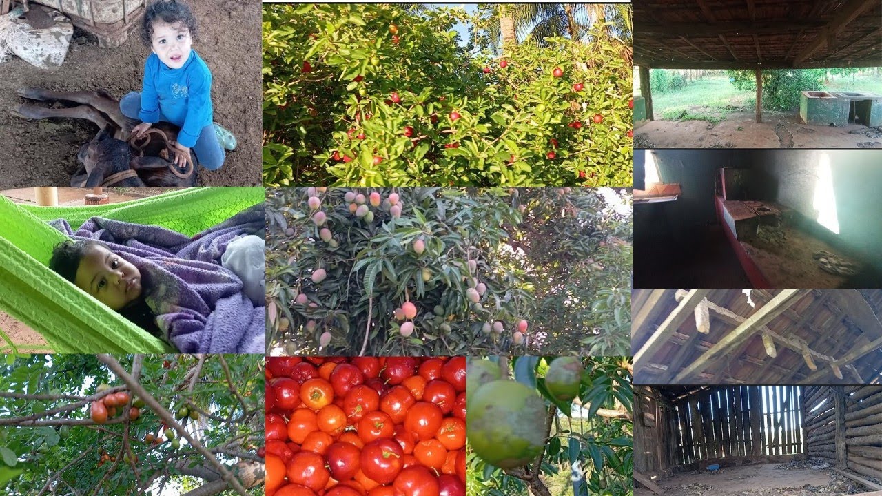 FOMOS CONHECER A FAZENDA VIZINHA E BUSCAR FRUTAS👨🏾‍🌾🐓🍒🥭🍋‍🟩🙌🏾
