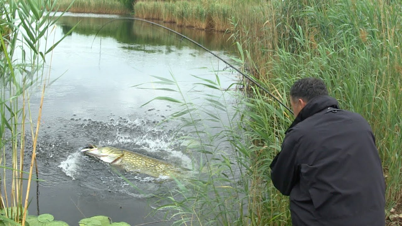 Pecanje ne reci Jegrički u Vojvodini kod Žablja - Pecanje smuđa, soma i štuke na varalicu 2 deo