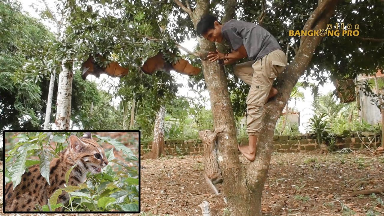 Kucing Hutan & Kalong Bermain Di Alam Persiapan Untuk Dilepasliarkan Ketika Mereka Dewasa