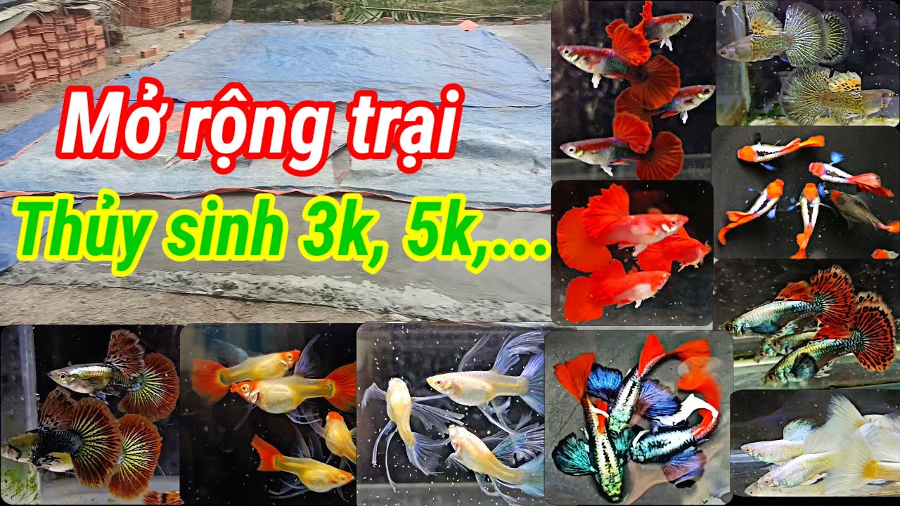 Guppy cá 7 màu #171: Mở rộng trại, những bầy thủy sinh 3k, 5k..., một số dòng tầm trung đang có 