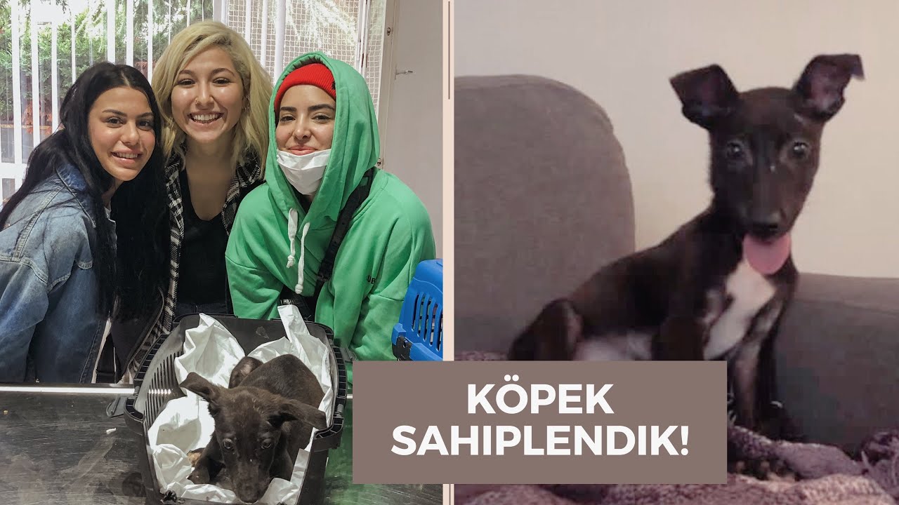 Köpek Sahiplendik! ❤️
