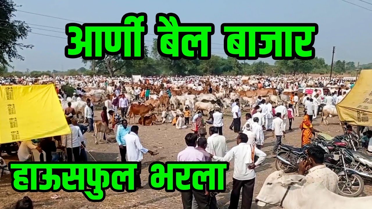 आर्णी बैल बाजार जबरदस्त भरला || बैल बाजार 10 December 2021
