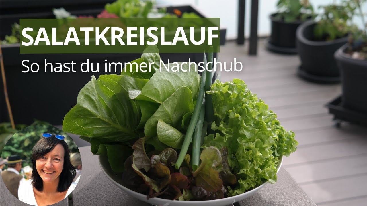 Wie man laufend frischen Salat vom Balkon ernten kann - Salat auf dem Balkon anbauen
