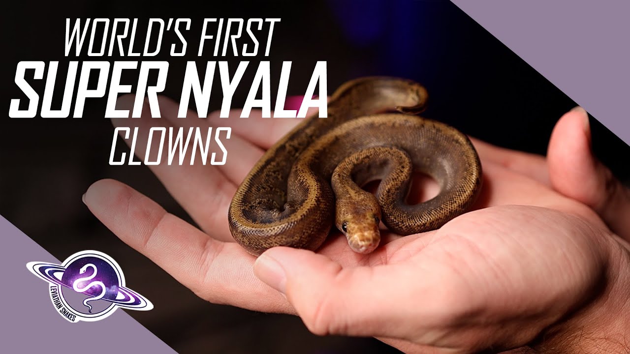 FIRST Super Nyala Clown Ball Pythons | Egg to Shed | #Snake #BallPython #Reptiles