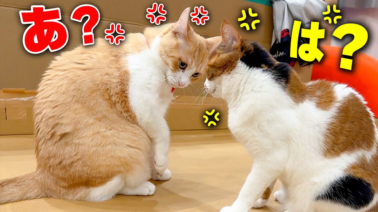 猫たちがめちゃくちゃ至近距離で睨み合って喧嘩し始めてしまいました…