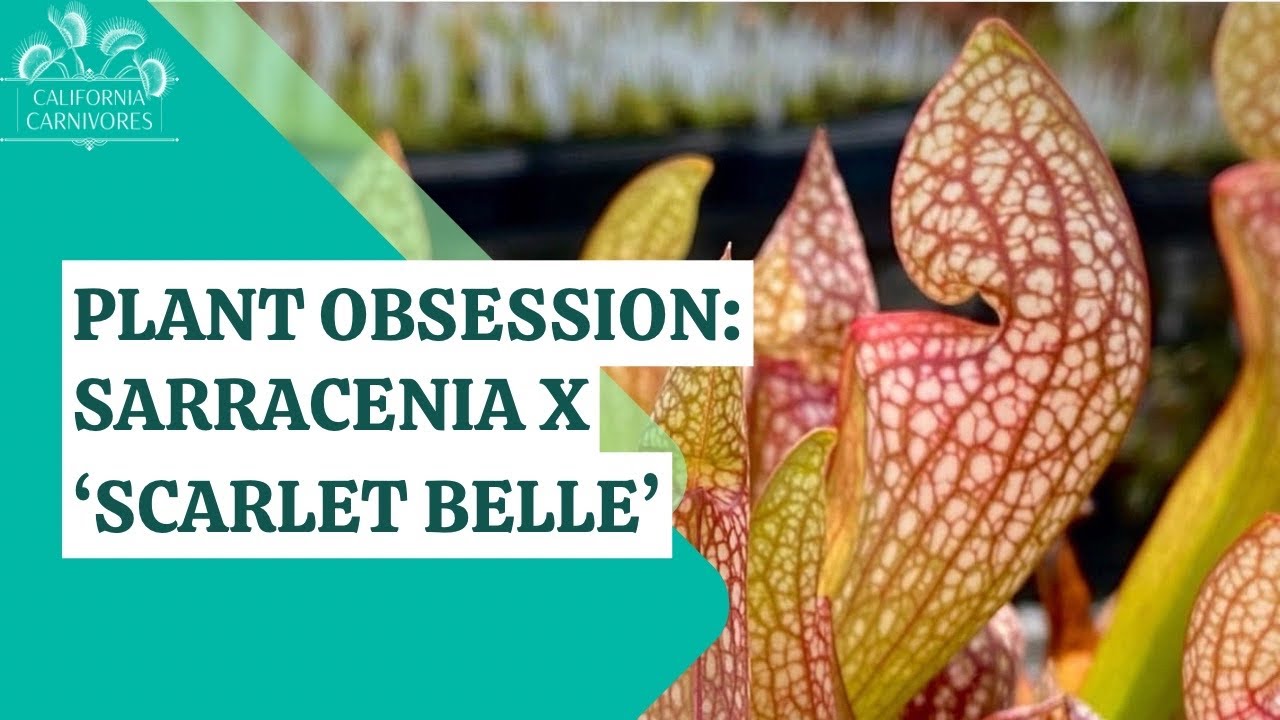 Sarracenia x ‘Scarlet Belle’ Plant Obsession