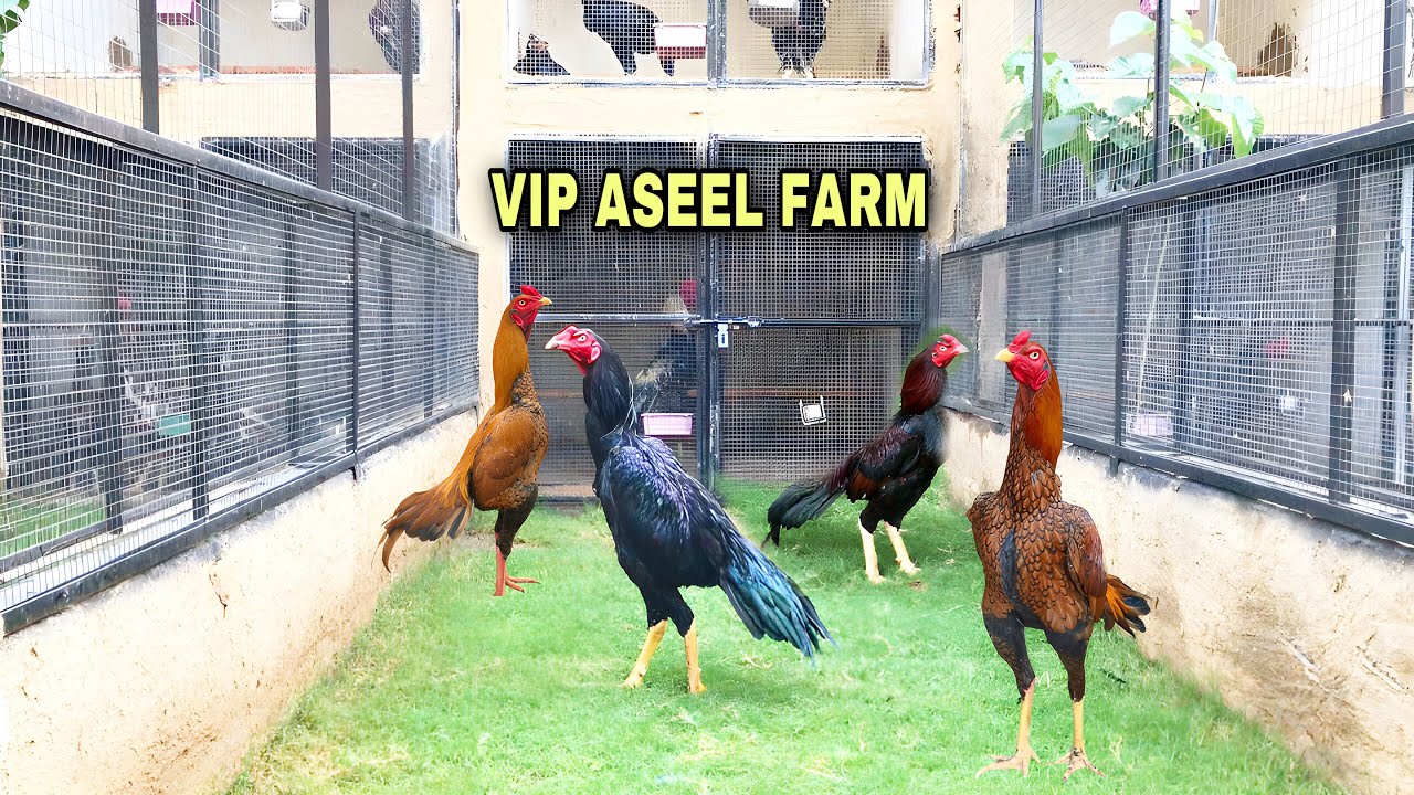 Best aseel murgha farm in pakistan