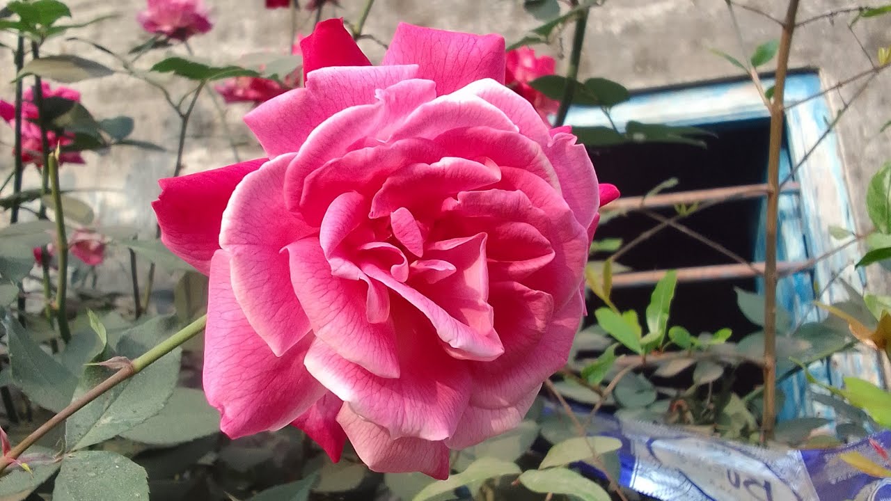 যে কোনো পরিস্থিতি তে মানিয়ে নিয়ে এগিয়ে যাওয়ার নাম জীবন