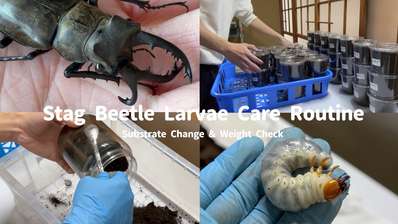 Vlog｜珍しい個体の紹介｜ミヤマクワガタの幼虫エサ交換｜休日のクワガタ作業｜Stag Beetle Larvae Care