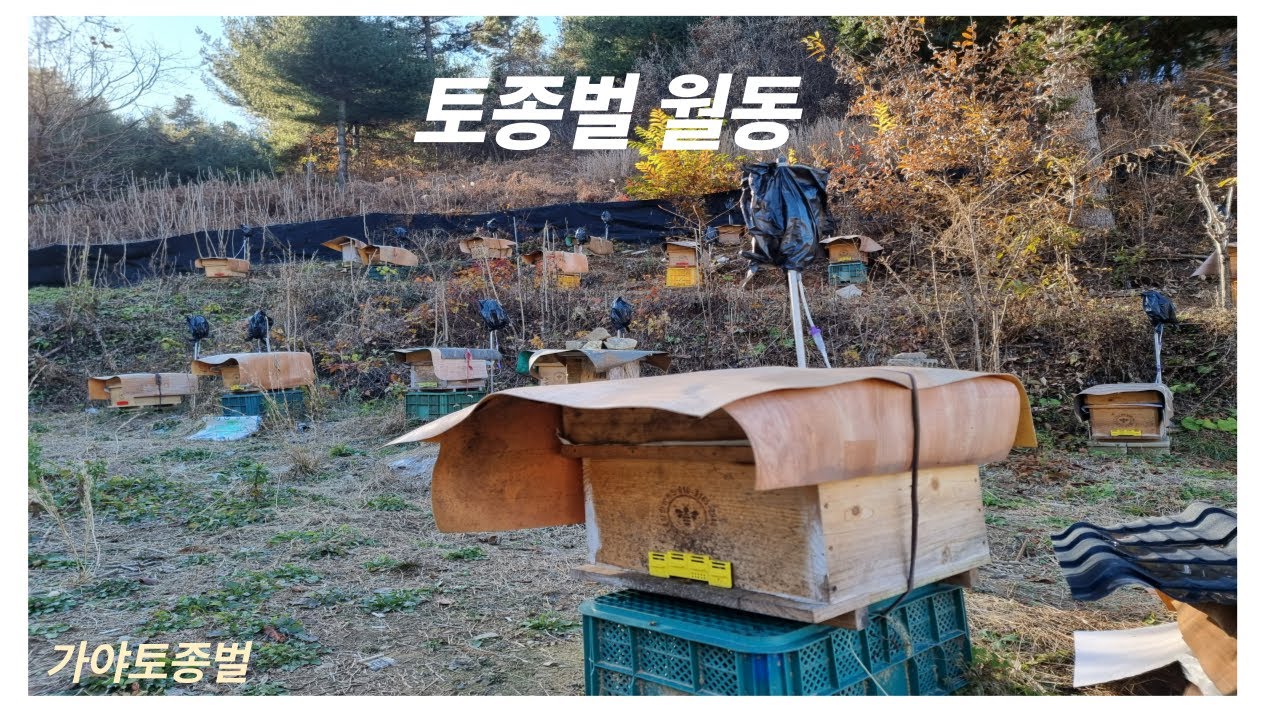 토종벌 월동