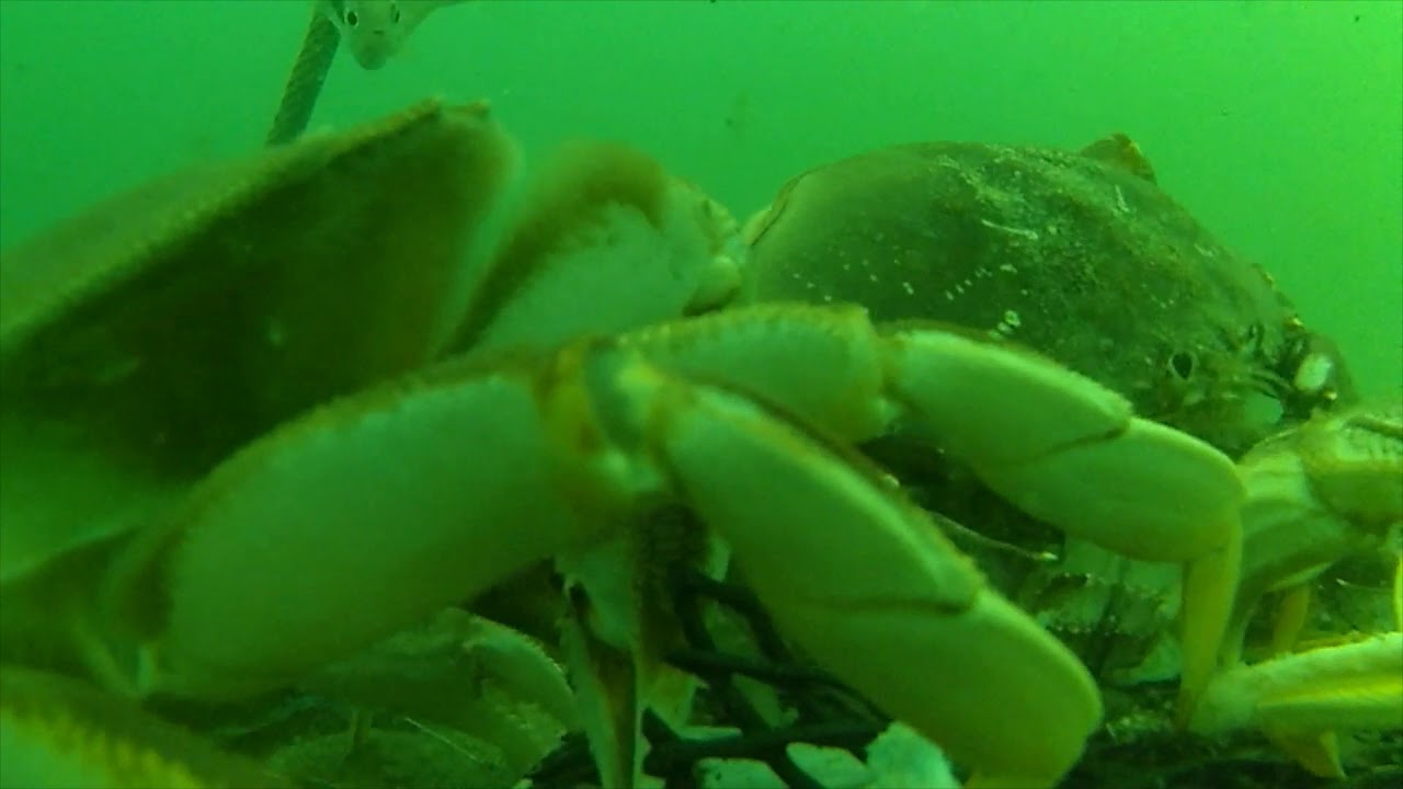 We dumped half of our crabs -- Garibaldi Oregon