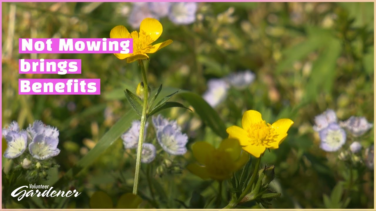 No Mow | Volunteer Gardener