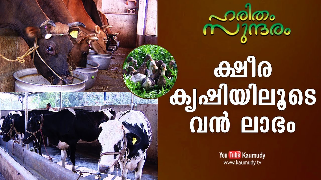 ക്ഷീര കൃഷിയിലൂടെ വന്‍ ലാഭം | Haritham Sundaram EP 156 | Kaumudy TV