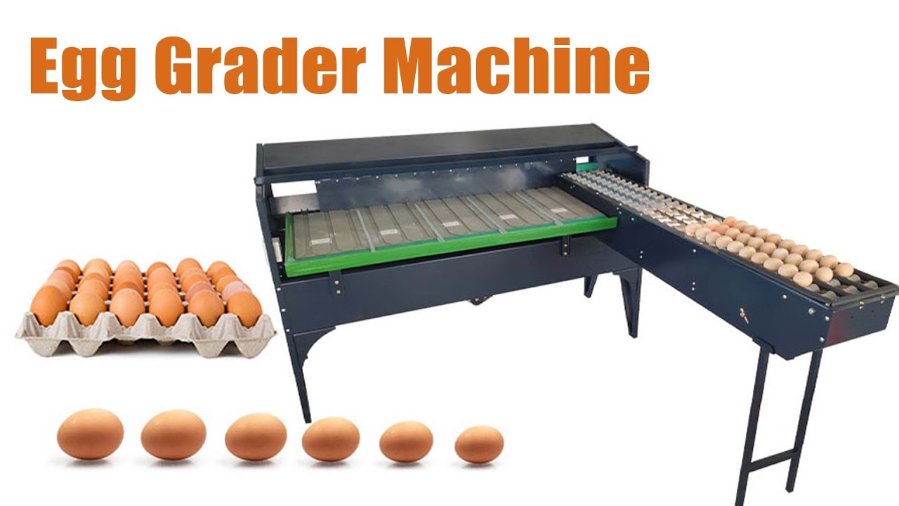 Amazing Egg Grading Machine with Optical Inspection and Coding System | Egg Grader Machine