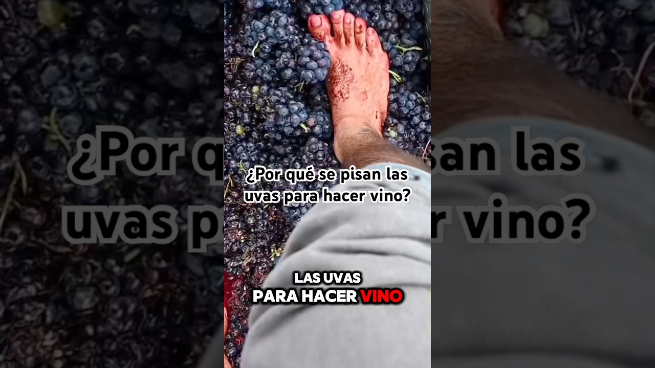 🍷&iquest;Por qu&eacute; se PISAN las uvas para hacer vino?🍷 #vino #wine #sommelier #restaurant #bar #bartender
