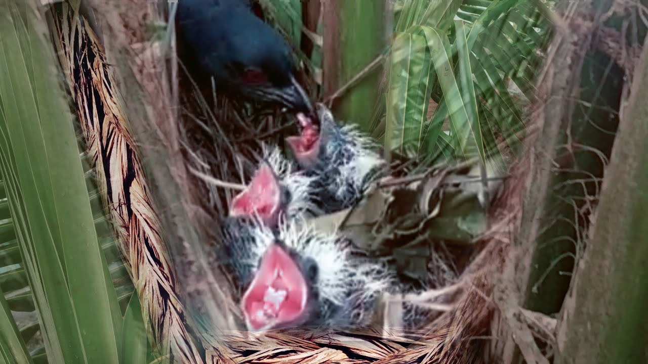 NGERI! ANAK BURUNG MASIH BAYI INI DI BERI MAKAN DULU SEBELUM INDUK MEMBAWANYA PERGI