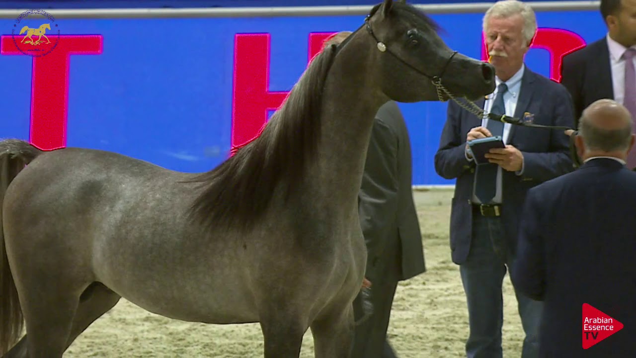 N 147 EKS FARAJJ   Dubai 2019   Colts in 2 years old Class 10