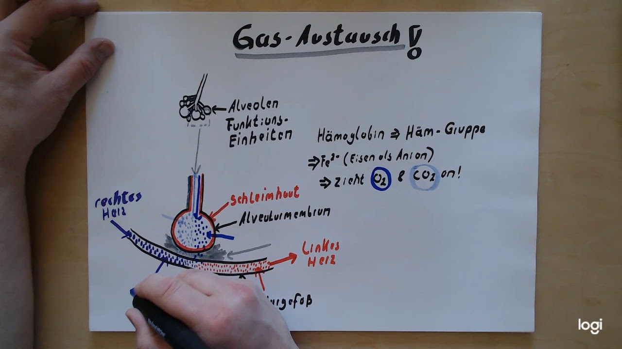 Gasaustausch