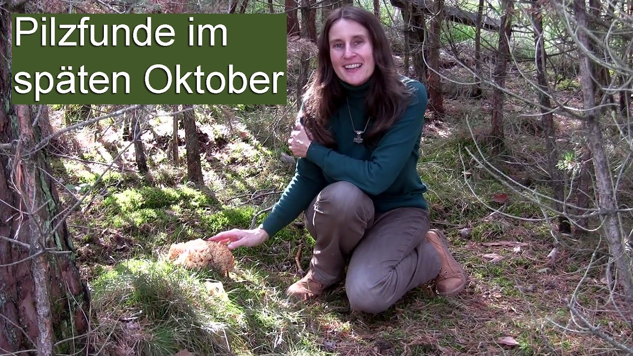 Pilz-Funde im sp&auml;ten Oktober | viele tolle Speisepilze im Kiefernwald
